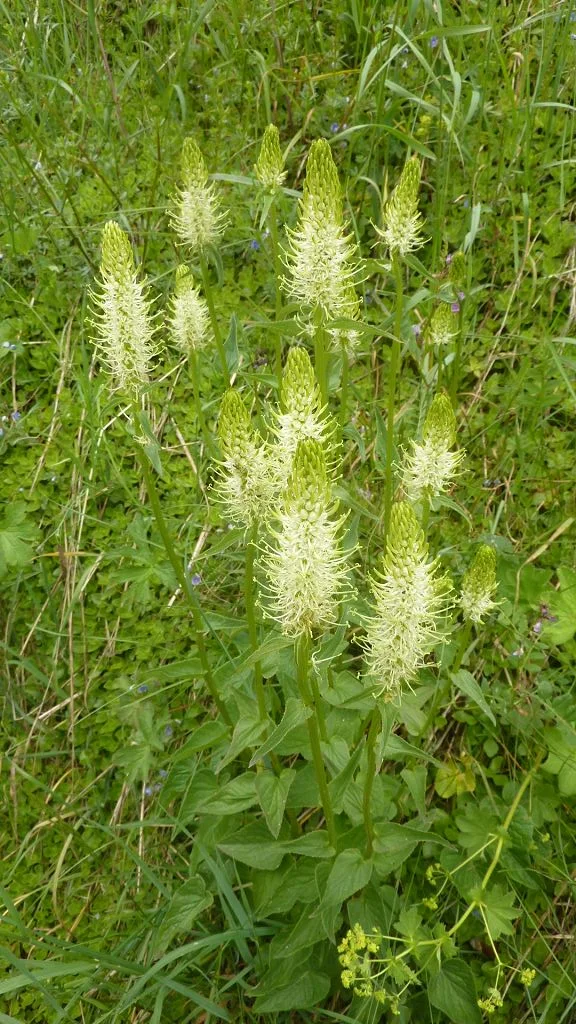 Ährige Teufelskralle | © Max Bischofberger 