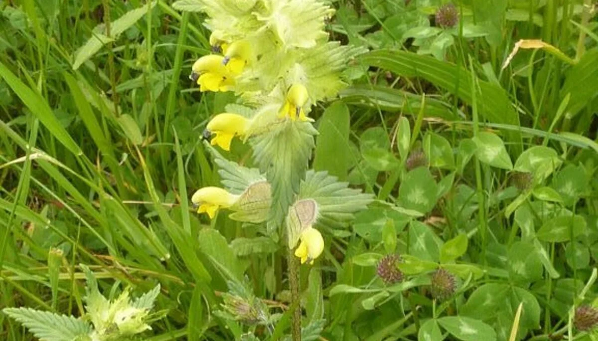 Klappertopf | © Max Bischofberger 