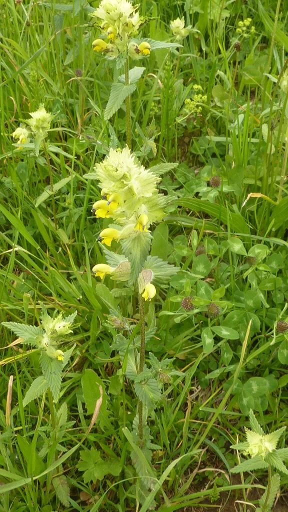 Klappertopf | © Max Bischofberger 