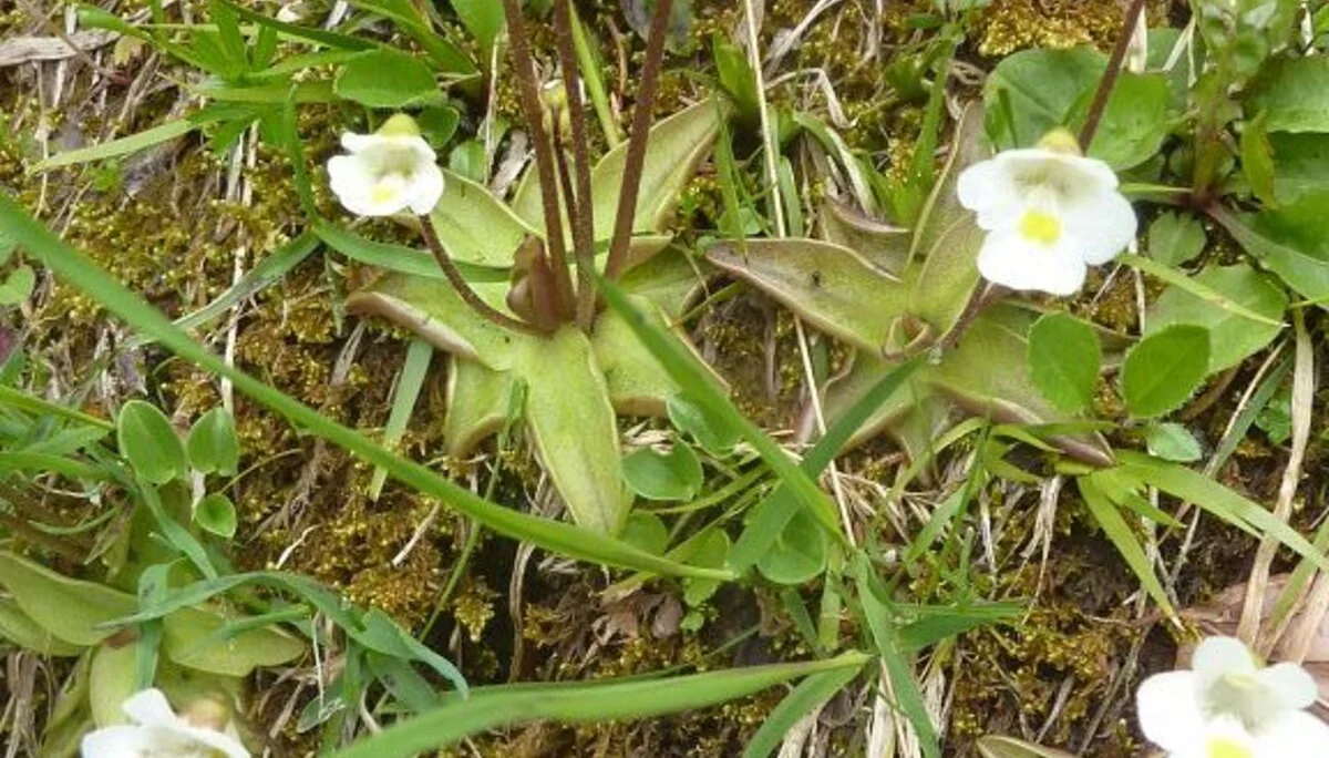 Alpenfettkraut, Fangsekret auf deb Blättern | © Max Bischofberger 