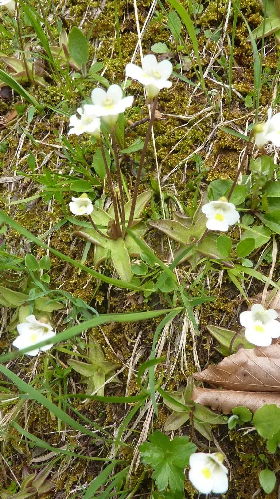 Alpenfettkraut, Fangsekret auf deb Blättern | © Max Bischofberger 