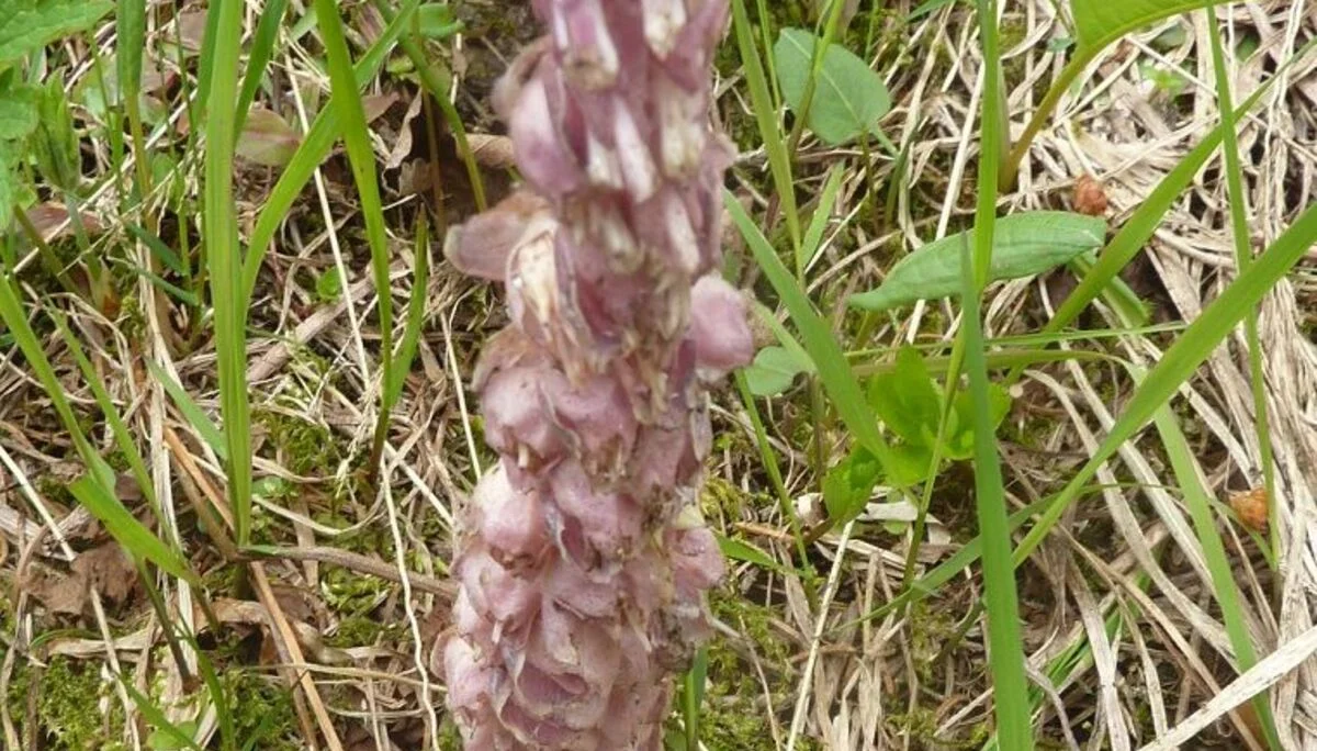  Sommerwurz (Orchidee,Vollparasit) | © Max Bischofberger 