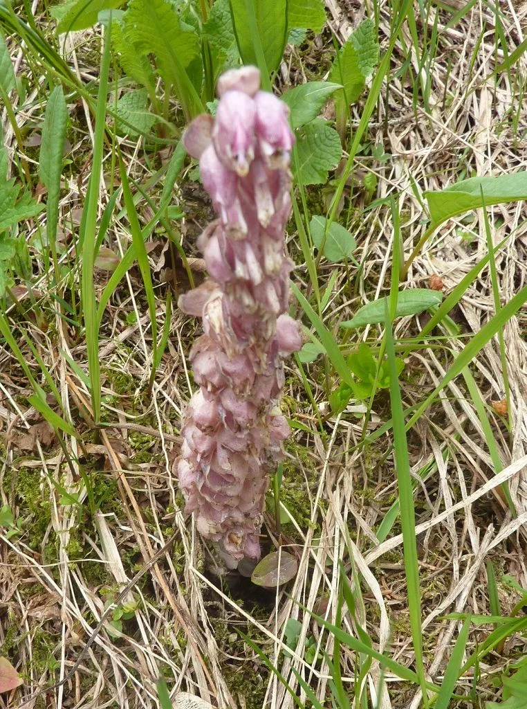  Sommerwurz (Orchidee,Vollparasit) | © Max Bischofberger 