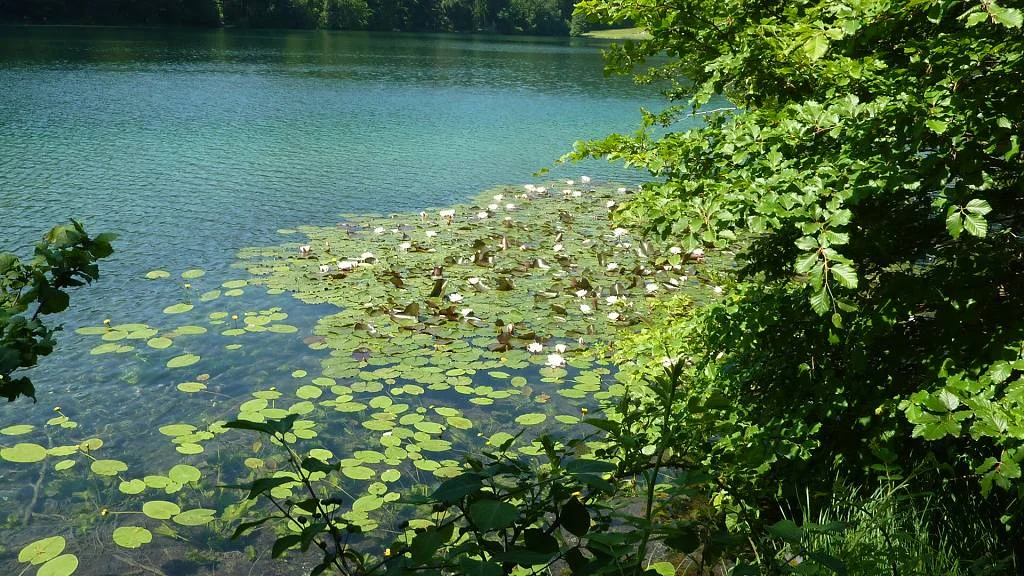 Seerosenfeld | © Bischofberger Max