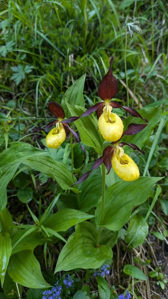 Frauenschuh | © DAV Wangen