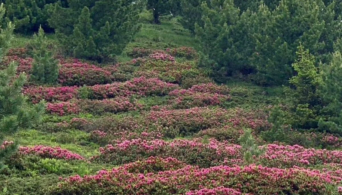 Alpenrosen | © DAV Wangen