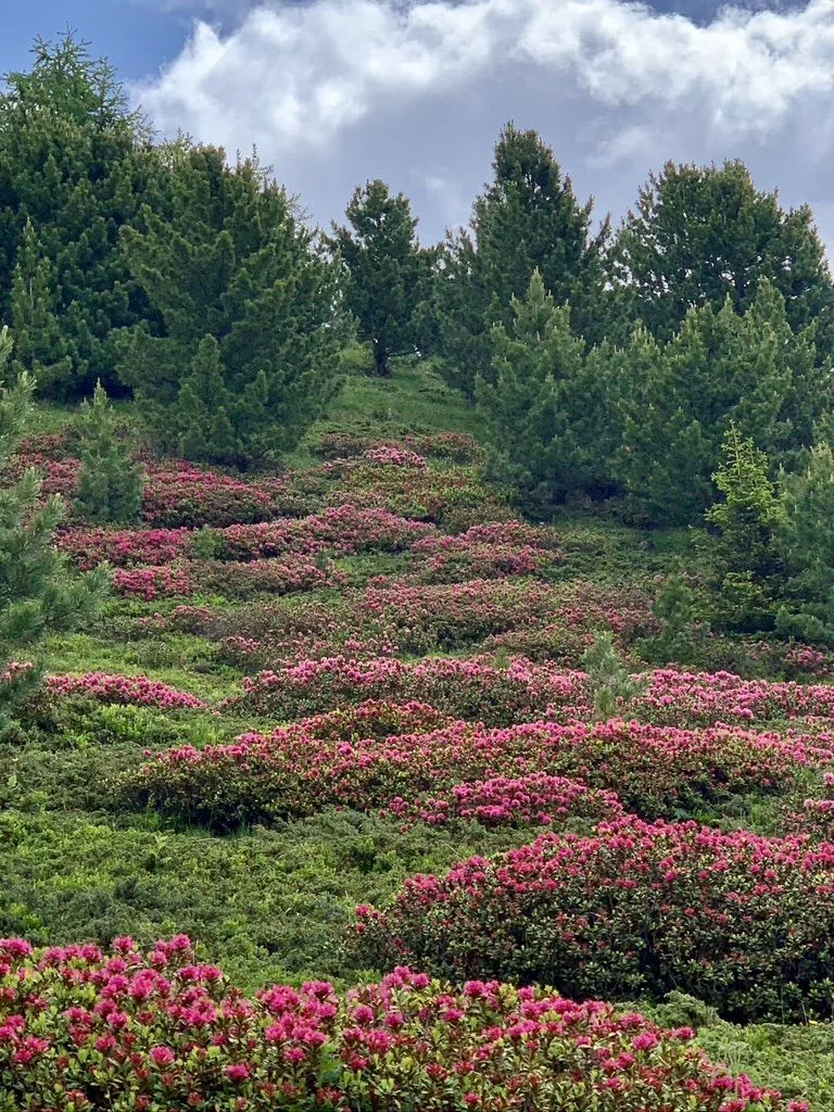 Alpenrosen | © DAV Wangen