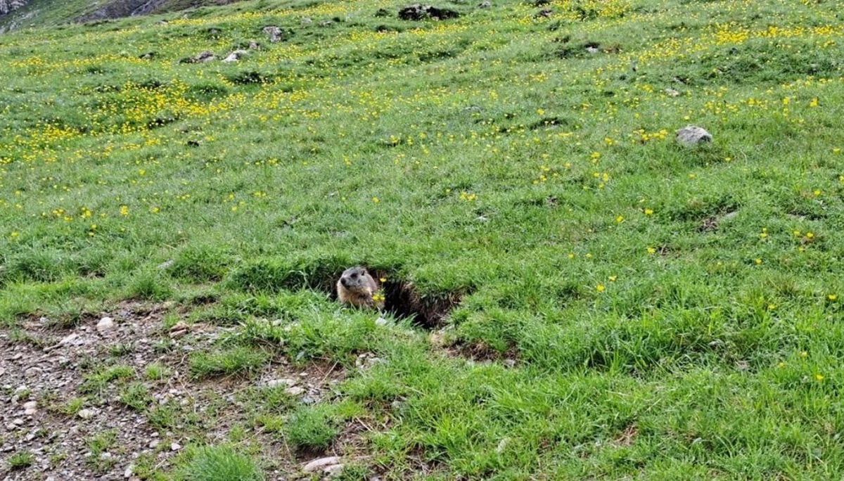 Murmeltier | © DAV Wangen