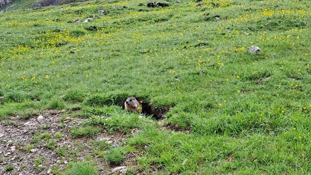Murmeltier | © DAV Wangen