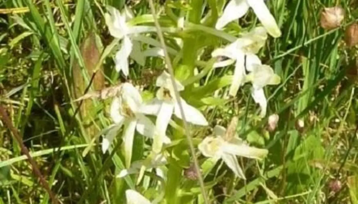 Waldvögelein | © Bischofberger Max