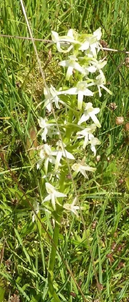 Waldvögelein | © Bischofberger Max