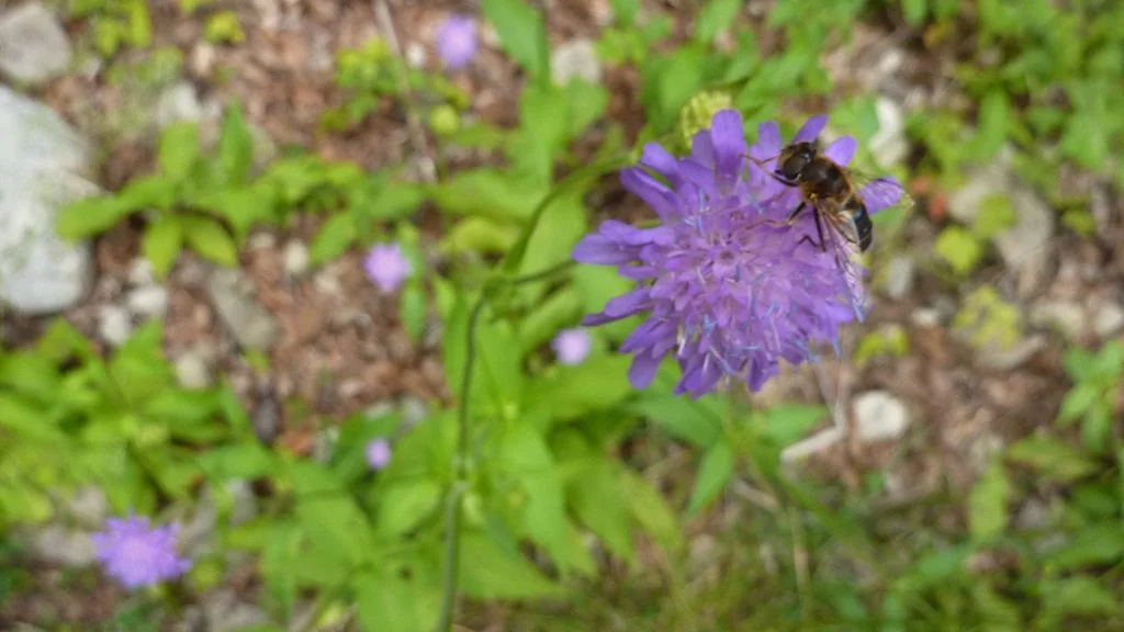 Besuch bei einer Skabiose | © Bischofberger Max