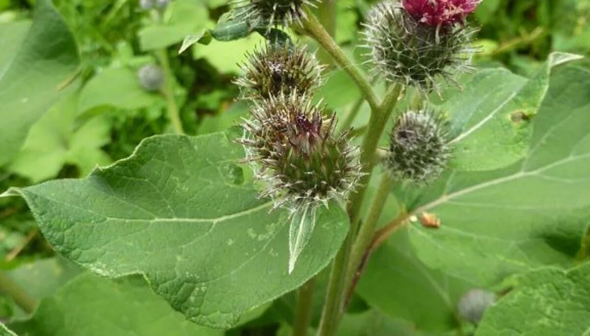 Ins Oytal | © Bischofberger Max