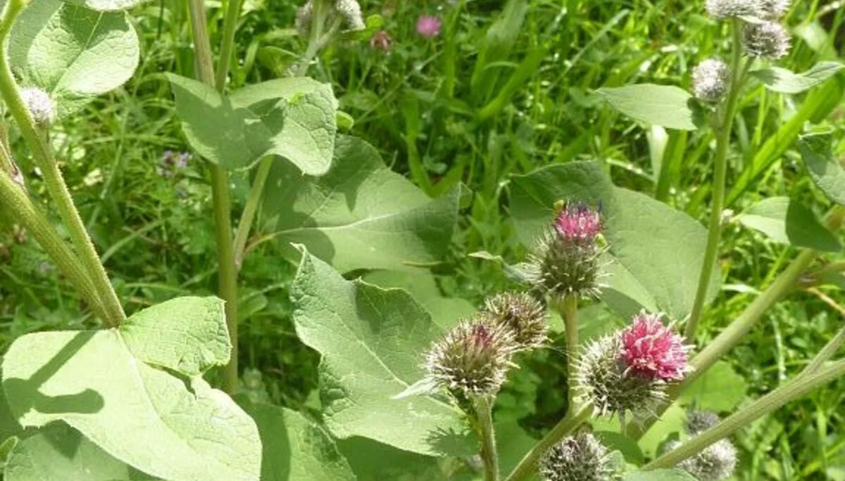 Filzige Klette | © Bischofberger Max