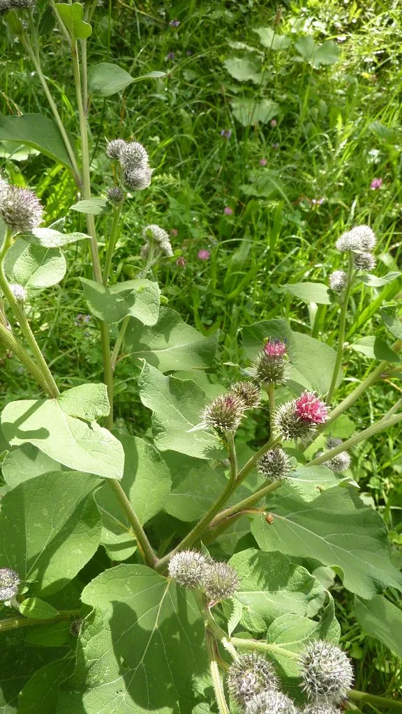 Filzige Klette | © Bischofberger Max