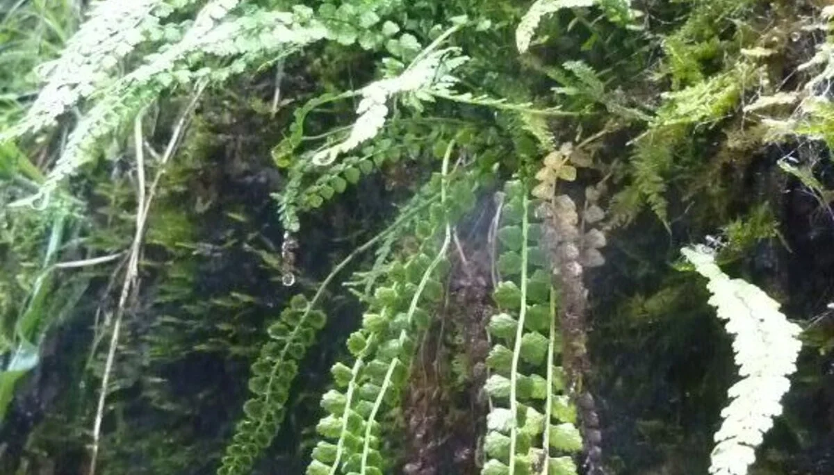 Asplenium viride- Streifenfarn | © Bischofberger Max