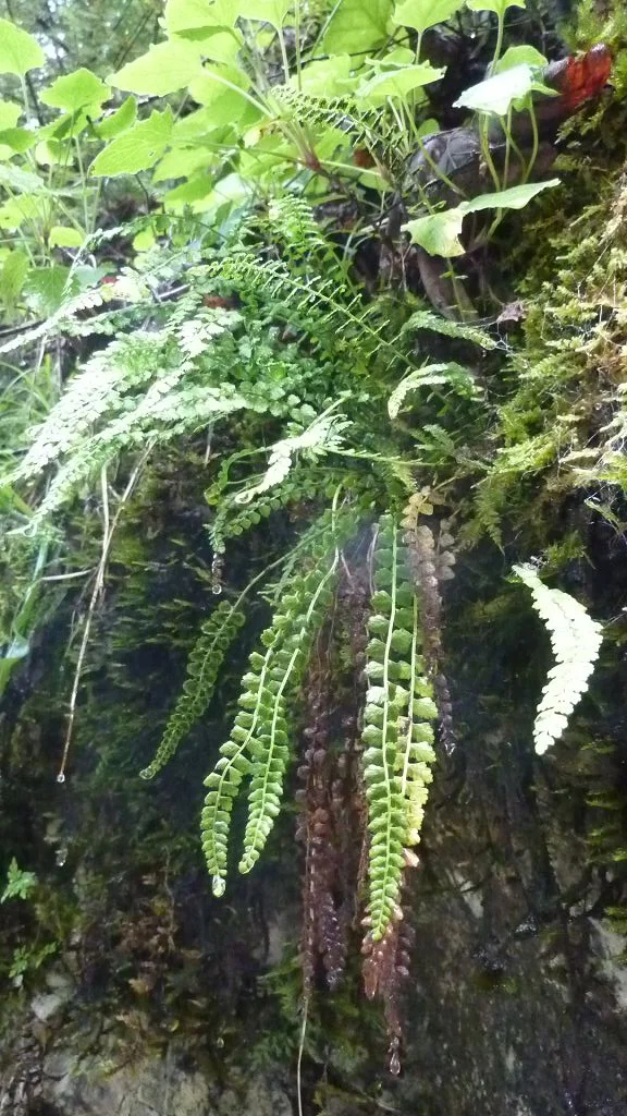 Asplenium viride- Streifenfarn | © Bischofberger Max