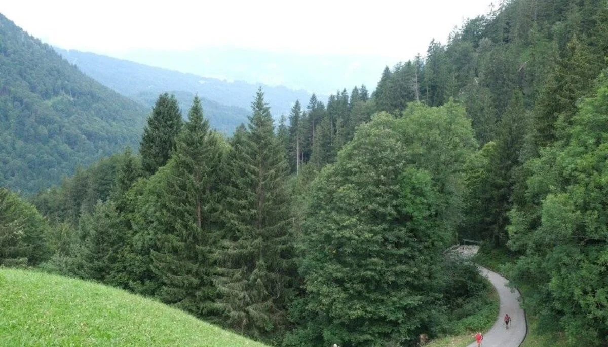 Wanderung durchs Hölltobel | © DAV Wangen