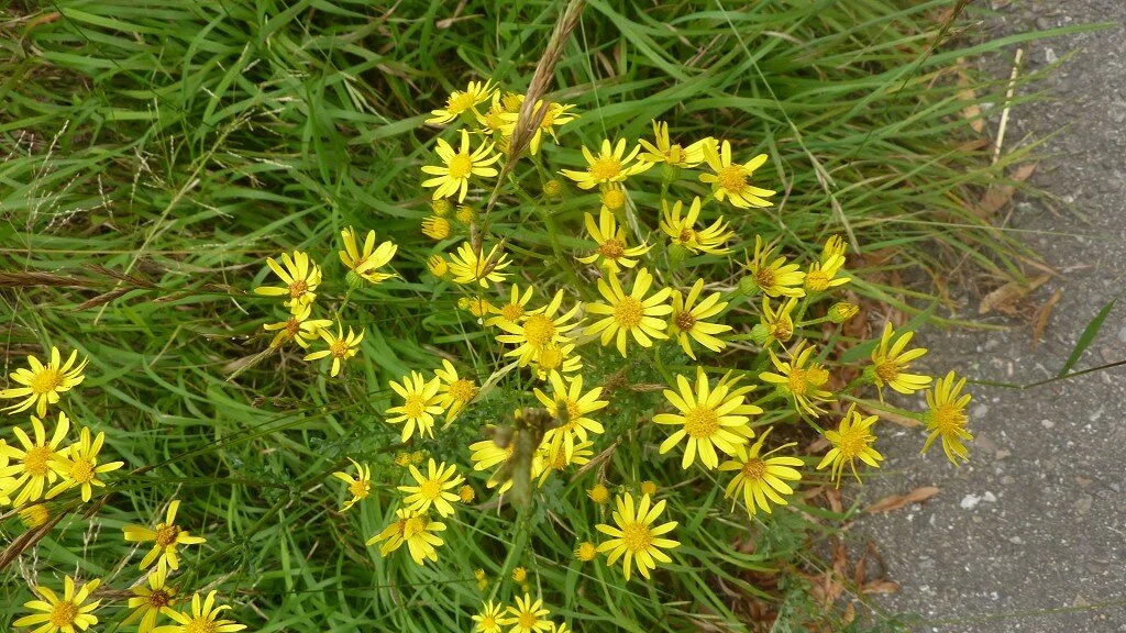 Wanderung durchs Hölltobel | © DAV Wangen