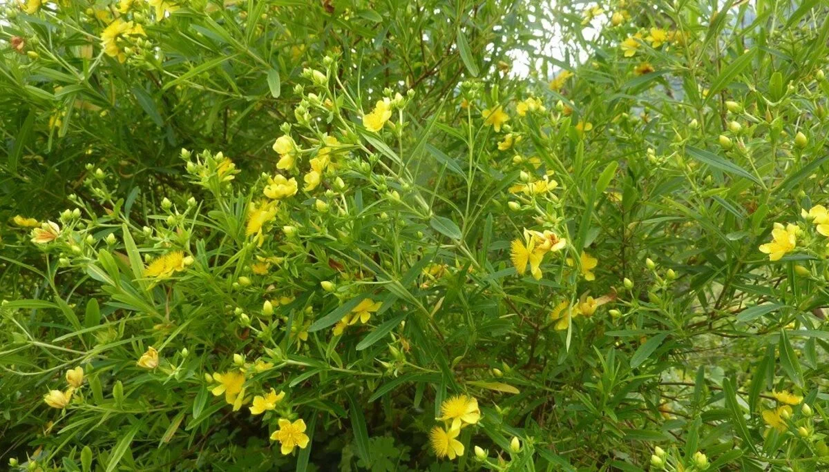 Wanderung durchs Hölltobel | © DAV Wangen