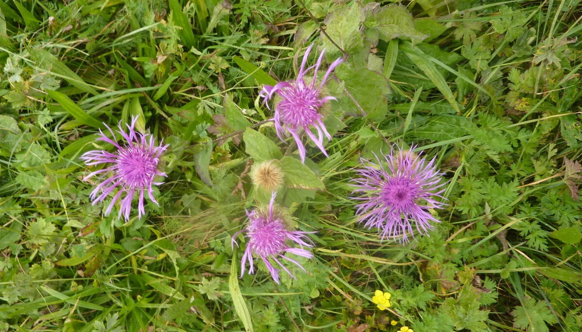 Kammweg Furx | © DAV Wangen/Bischofberger Max