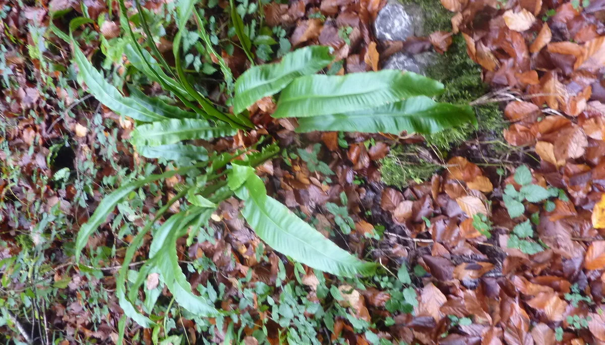 Rund um Götzis | © DAV Wangen/Bischofberger