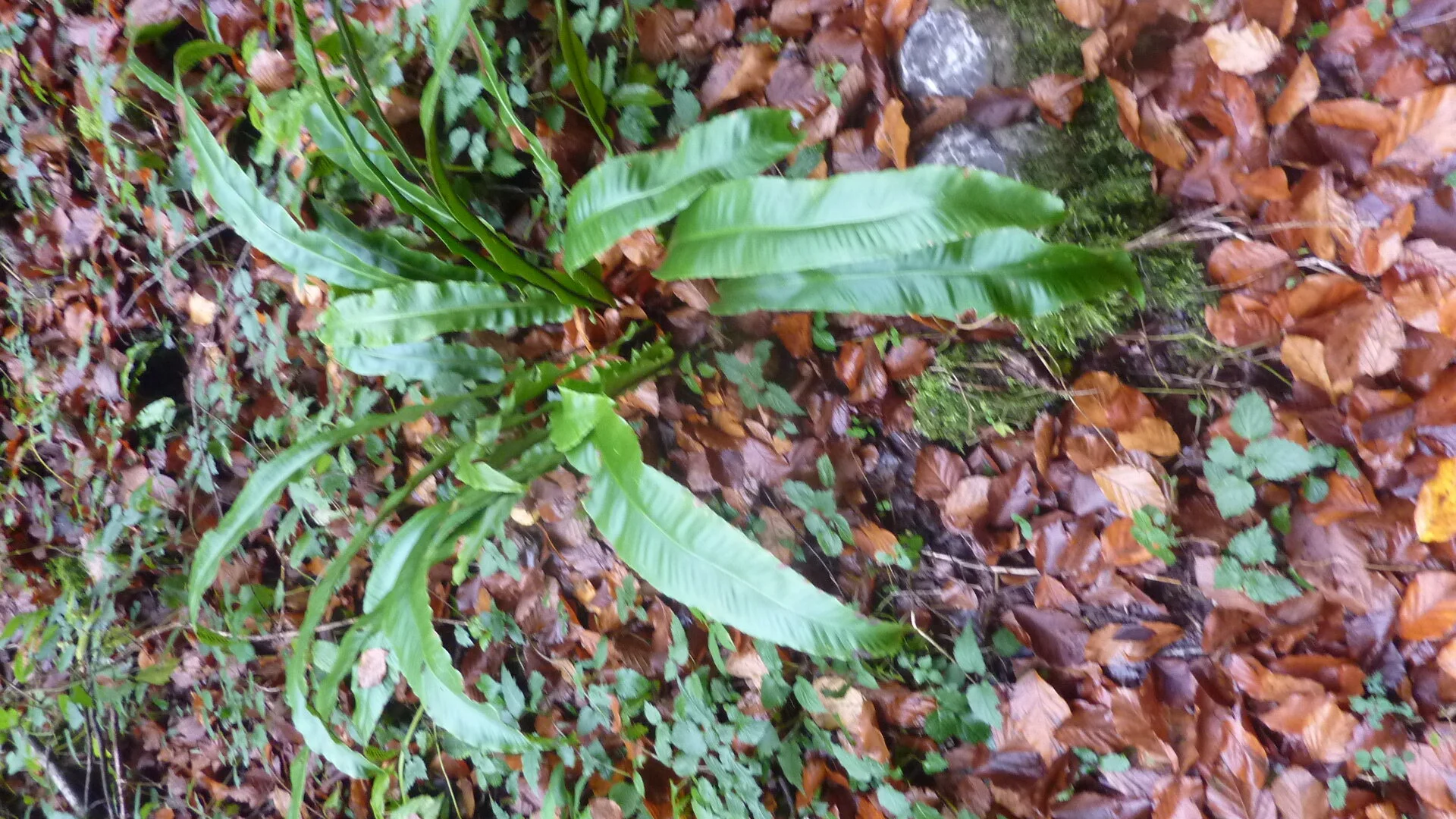 Rund um Götzis | © DAV Wangen/Bischofberger