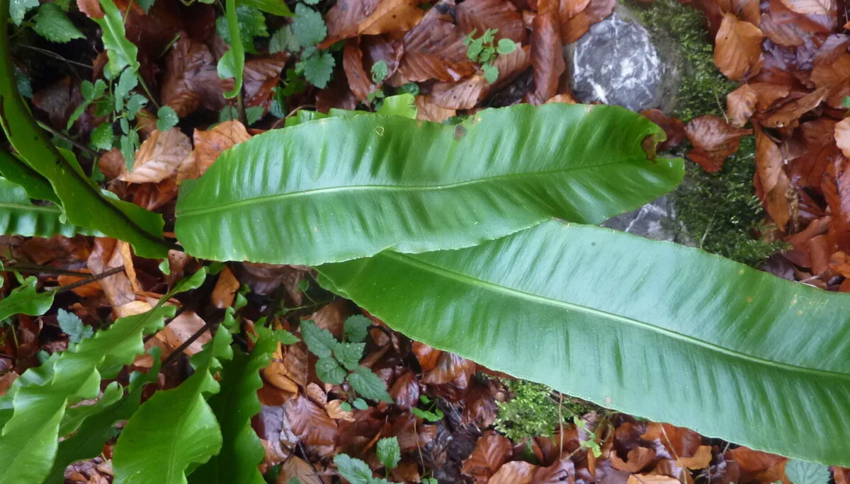 Rund um Götzis | © DAV Wangen/Bischofberger