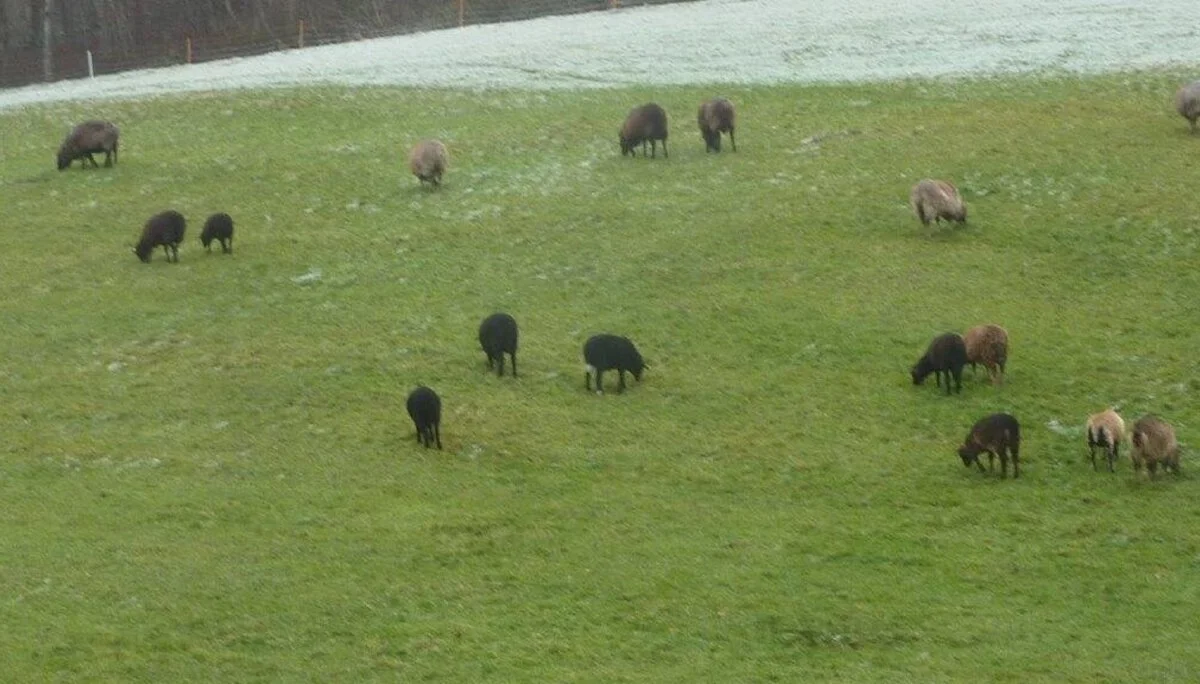Schafe, weiden vor dem Hangquellmoor Buchholz, NSG  | © DAV Wangen