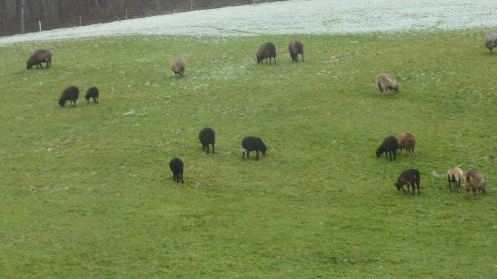Schafe, weiden vor dem Hangquellmoor Buchholz, NSG  | © DAV Wangen