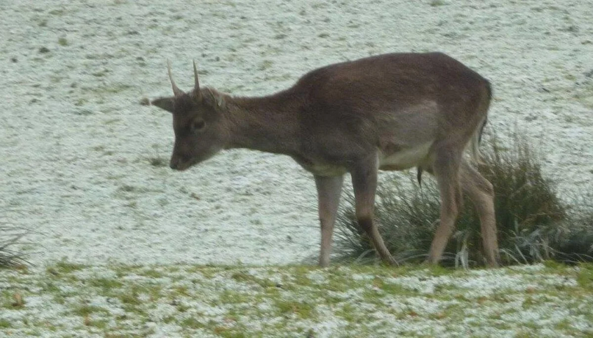 Damwild (Damhirsch),männliches Jungtier  | © DAV Wangen
