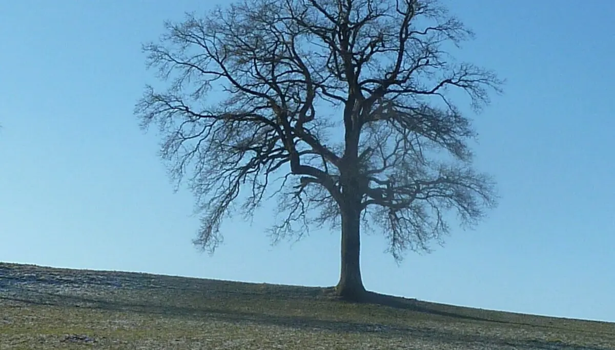 Kögelegg-Eiche | © Max Bischofberger