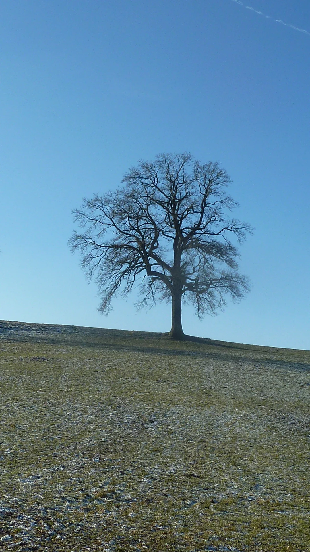 Kögelegg-Eiche | © Max Bischofberger