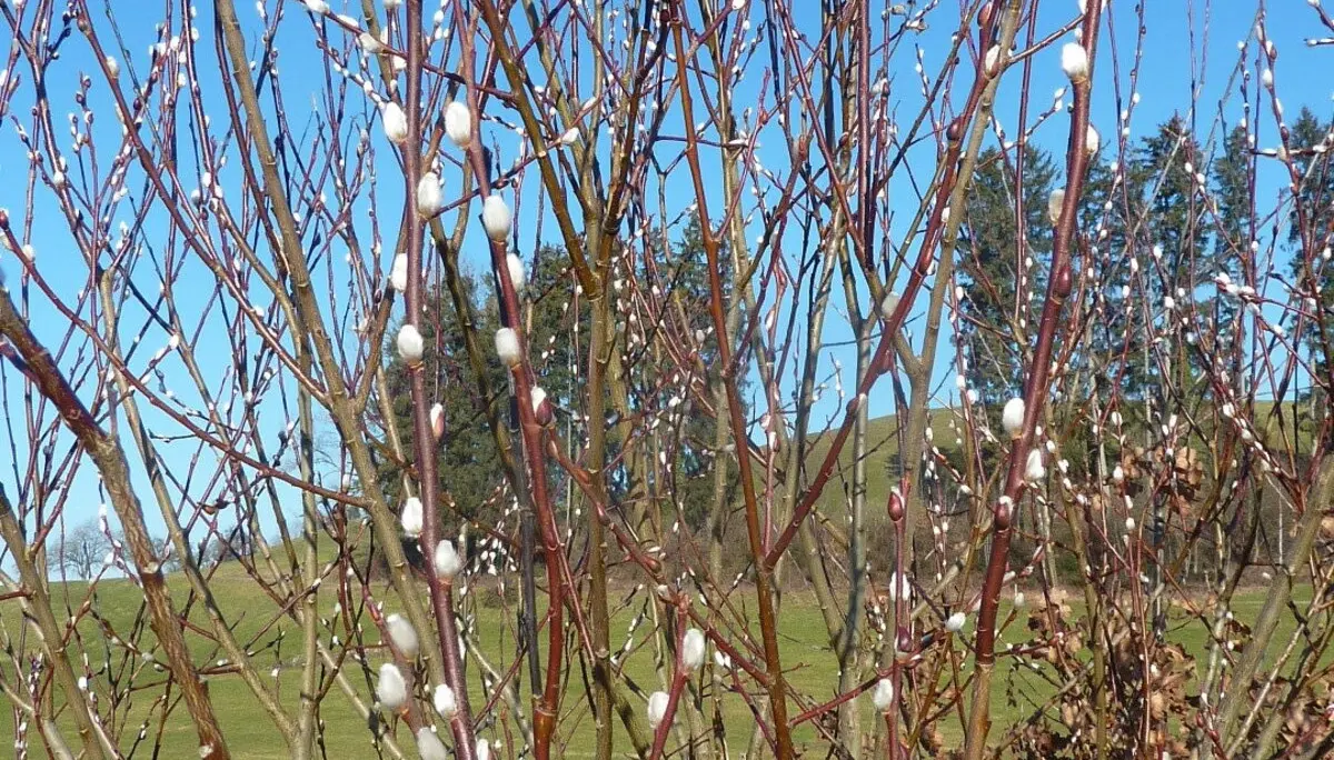 Salweide, blühend  Frühlingsbote | © Max Bischofberger