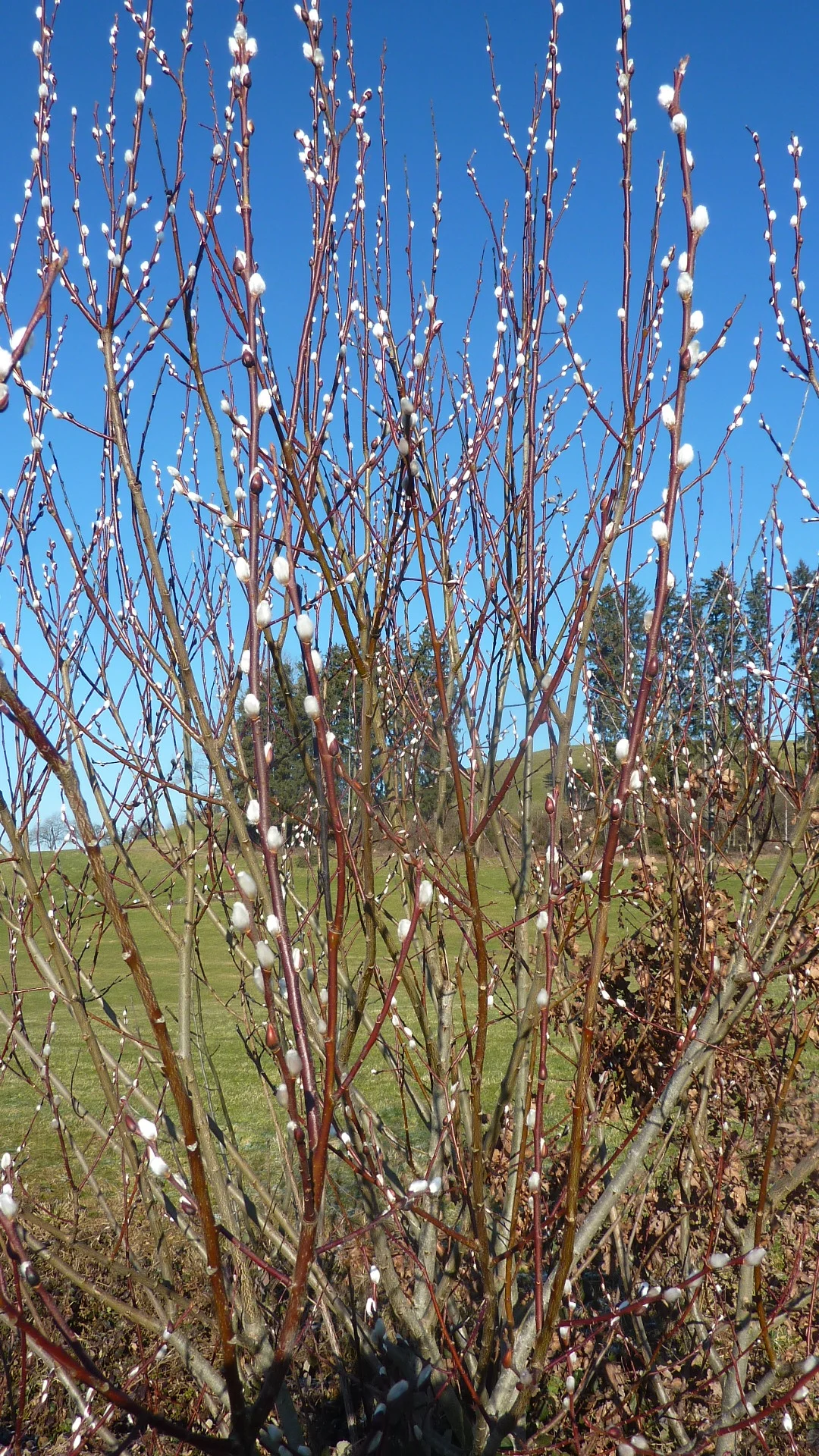 Salweide, blühend  Frühlingsbote | © Max Bischofberger