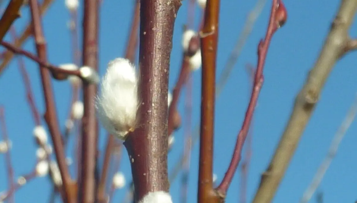 erste wichtige Nahrungsquelle für Insekten | © Max Bischofberger
