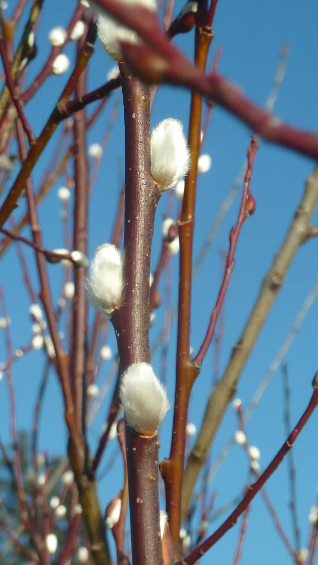 erste wichtige Nahrungsquelle für Insekten | © Max Bischofberger