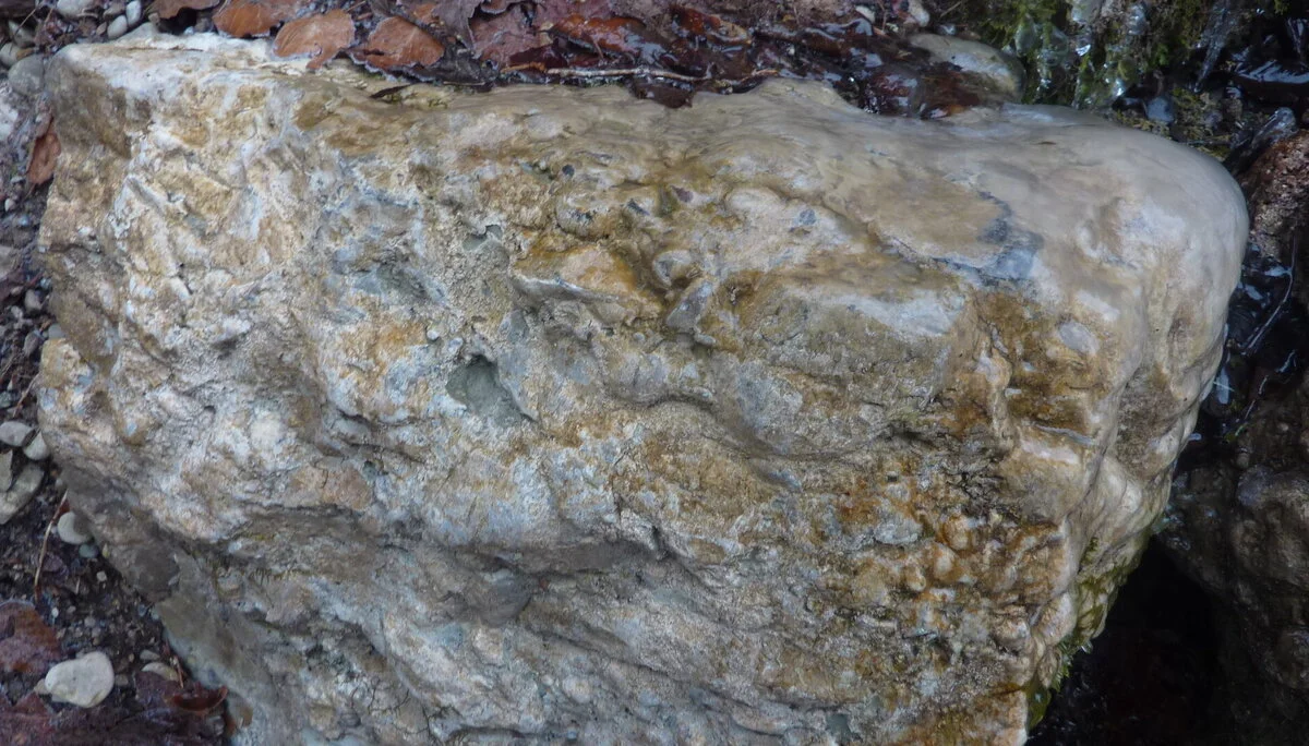 Reste von marinen Fossilien (Schnecken, Korallen) | © Max Bischofberger