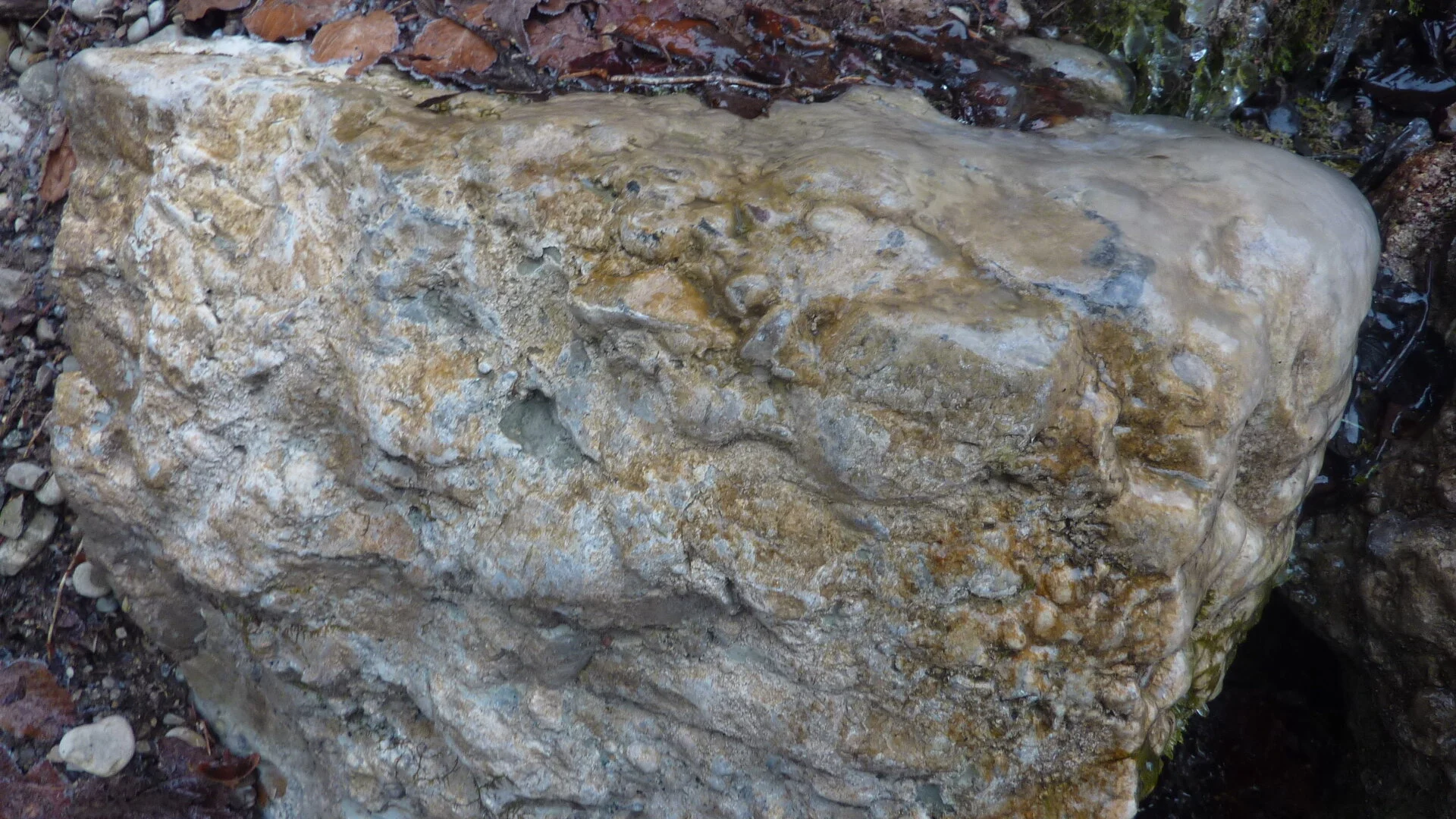 Reste von marinen Fossilien (Schnecken, Korallen) | © Max Bischofberger
