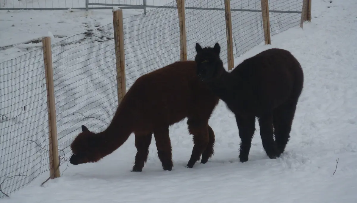 Schneeschuhtour rund um den Brüggele-Kopf | © Max Bischofberger