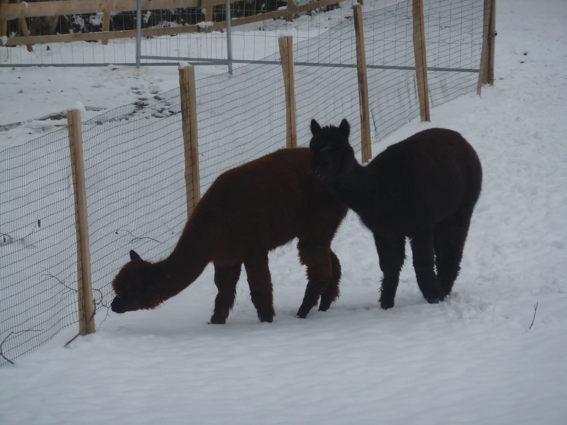Schneeschuhtour rund um den Brüggele-Kopf | © Max Bischofberger