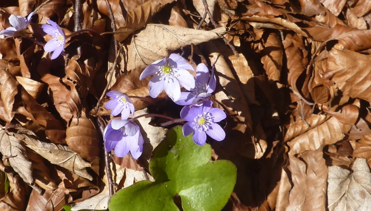 Leberblümchen | © Max Bischofberger