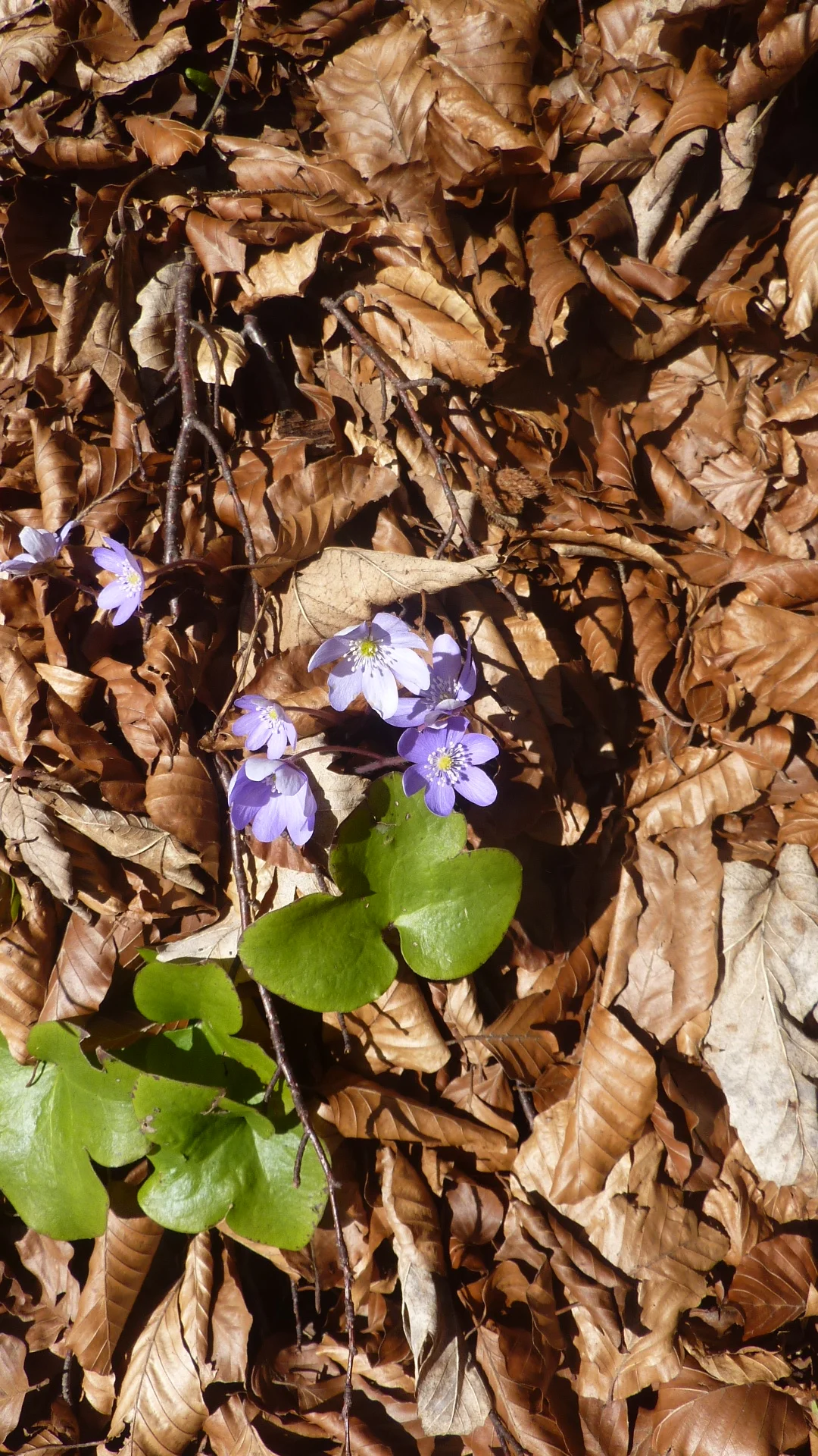 Leberblümchen | © Max Bischofberger