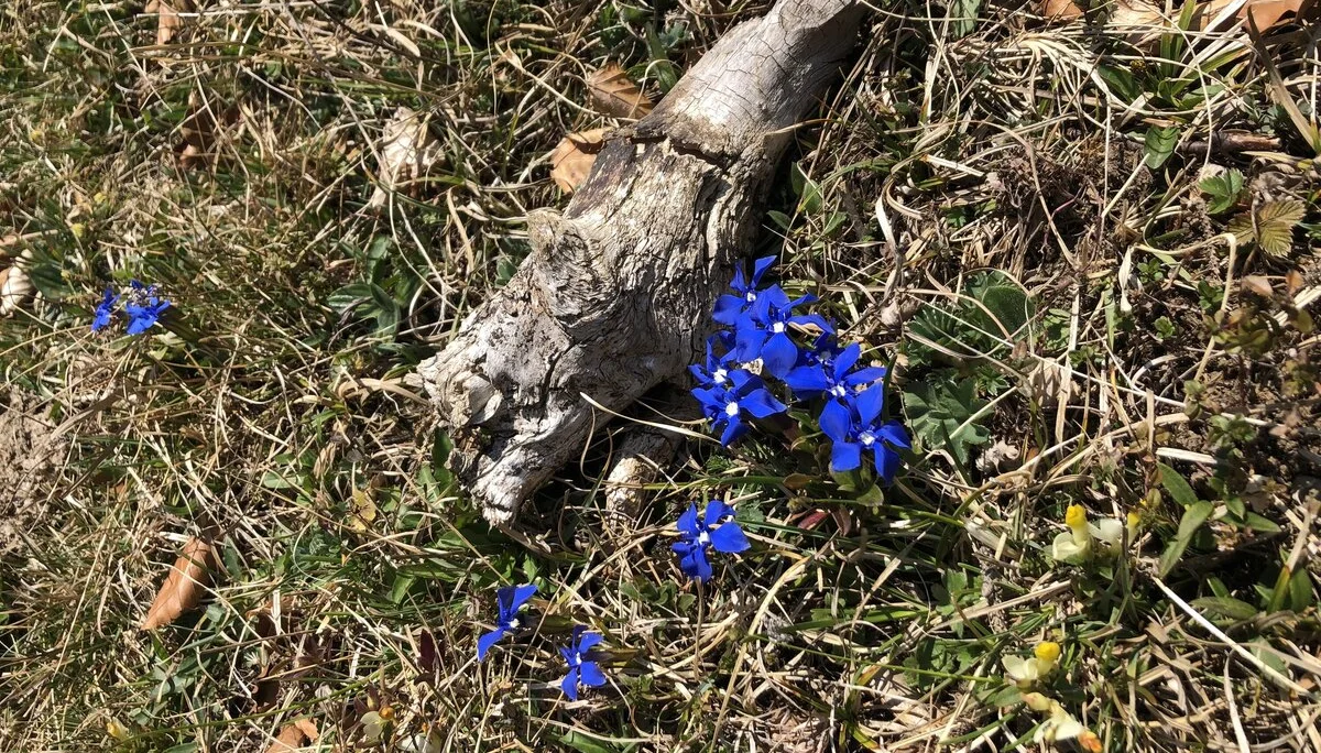 Rund um Hittisau | © Chris Maurus