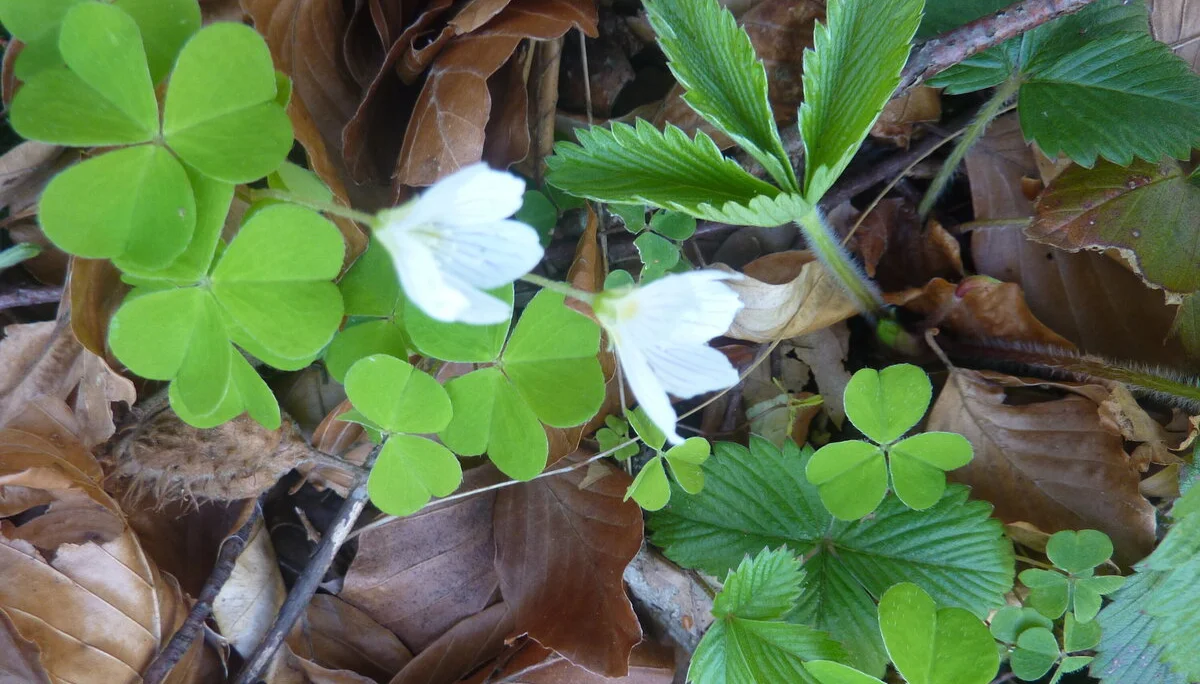 Sauerklee | © Max Bischofberger