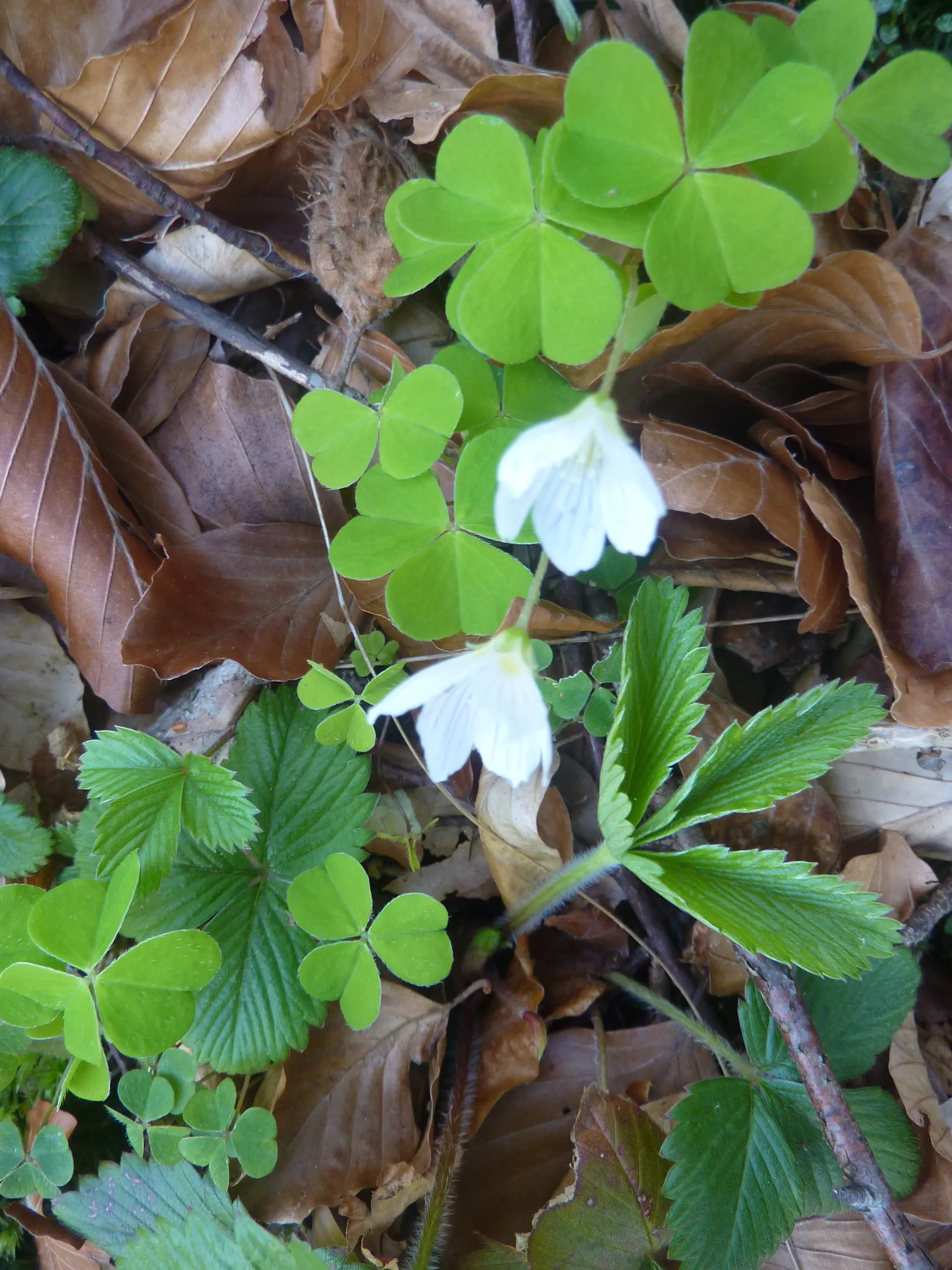 Sauerklee | © Max Bischofberger
