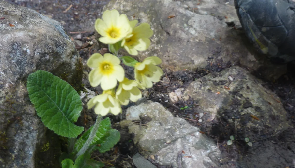 versteckte Schlüsselblume | © Max Bischofberger