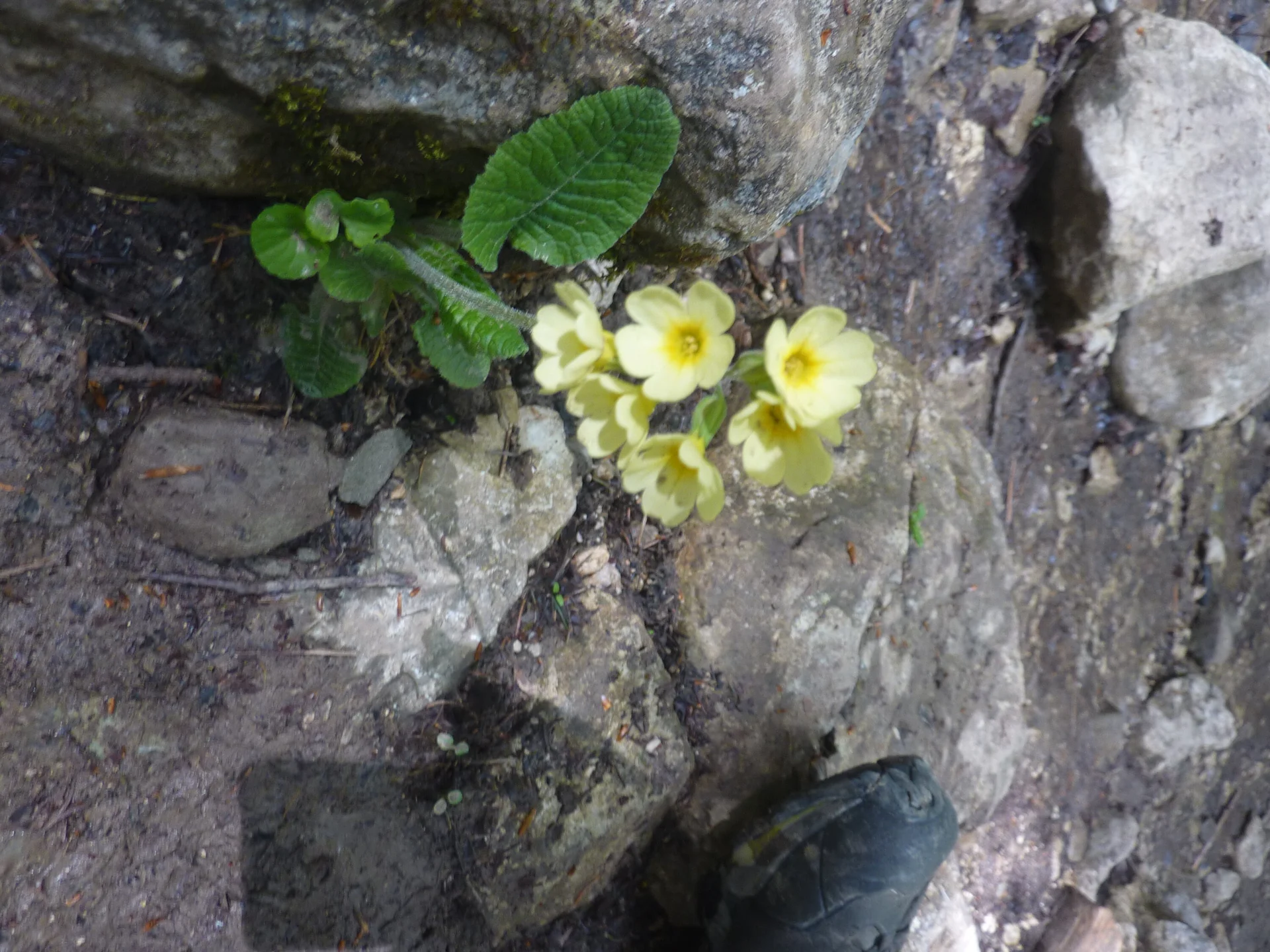 versteckte Schlüsselblume | © Max Bischofberger