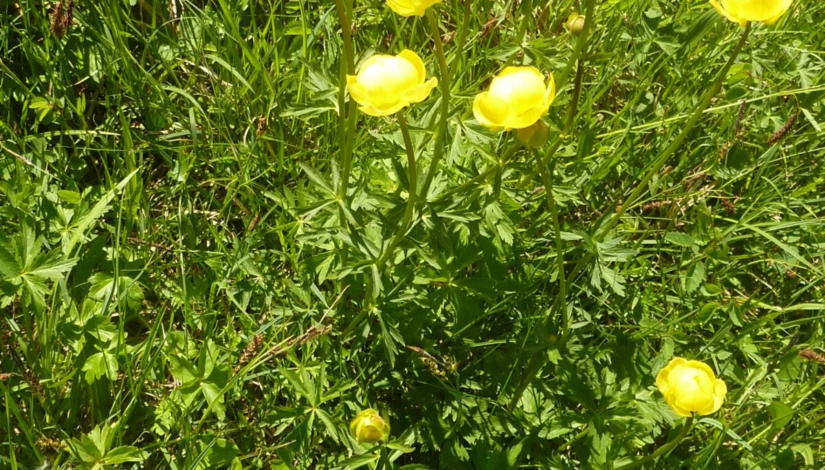 Tour Eisenberg Hohenfreyberg | © Max Bischofberger