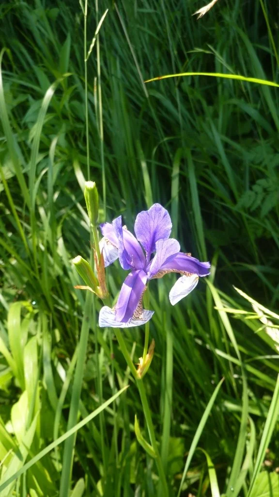 Naturschutzgebiet Bangs-Matschels | © Max Bischofberger
